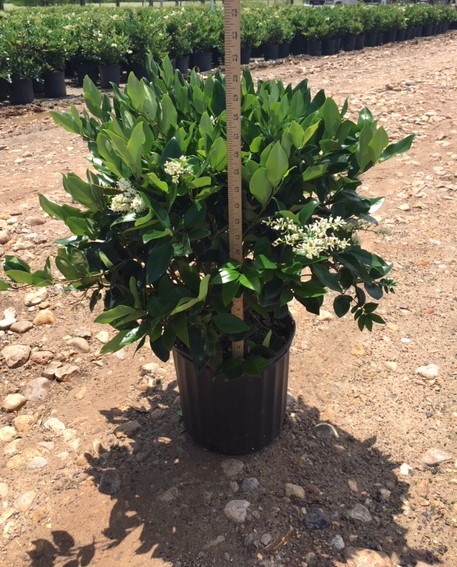 Wax Texanum Ligustrum